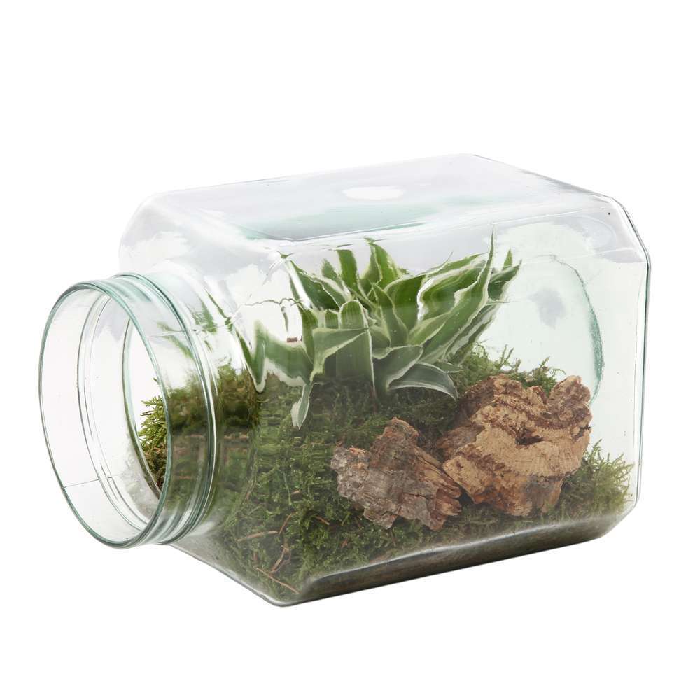 Terrarium ouvert, 1 plante Ø 15 x L 20cm Création Truffaut Truffaut