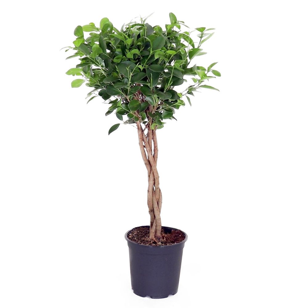 Ficus 'Moclame':Tressé H90 cm pot D21cm | Truffaut