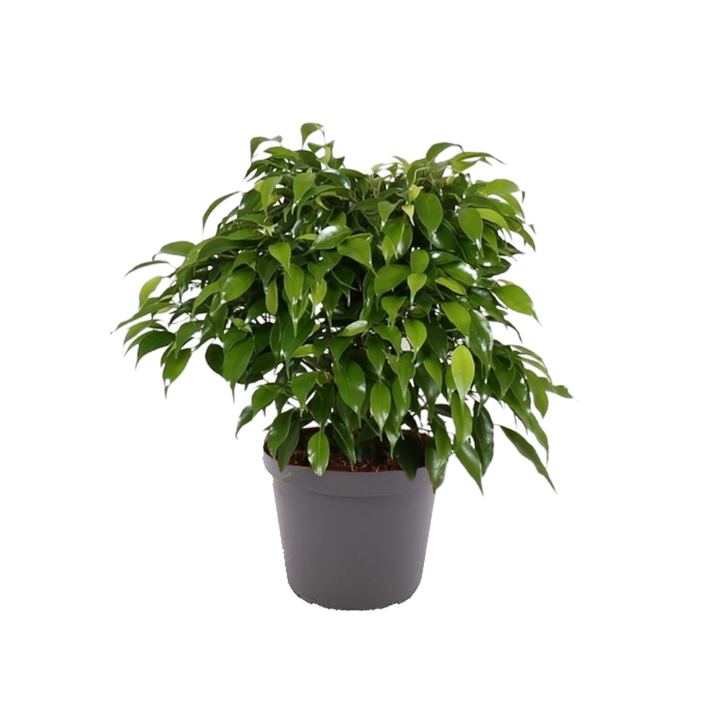 Ficus benjamina vert Pot D 10,5cm. Label Fleurs de France Truffaut