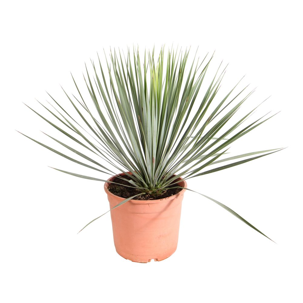 Yucca Rostrata Truffaut