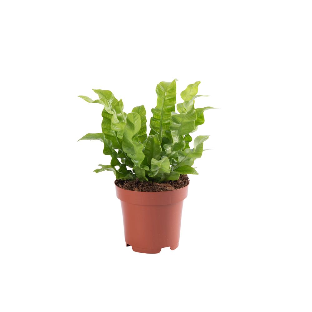 Fougère Nid D'oiseau (Asplenium Nidus) - Plante D'intérieur 25cm, Pot 12cm, Facile D'entretien