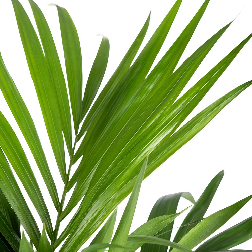 Palmier Kentia Howea Forsteriana - Plante D'Intérieur Purificatrice D'Air - ⌀24 Cm, 120-130 Cm
