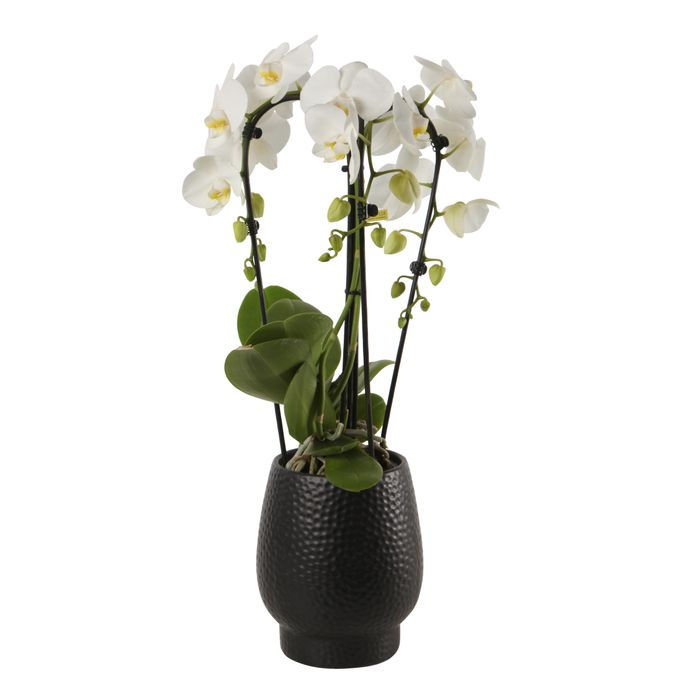 Orchidées Phalaenopsis Orchidée Papillon (Phalaenopsis) En Pot - Hauteur 35 Cm, Pot 9 Cm, Plante D'intérieur Fraîche De Botanicly Orchidées Phalaenopsis Orchidée Papillon (Phalaenopsis) En Pot - Hauteur 35 Cm, Pot 9 Cm, Plante D'intérieur Fraîche De Botanicly