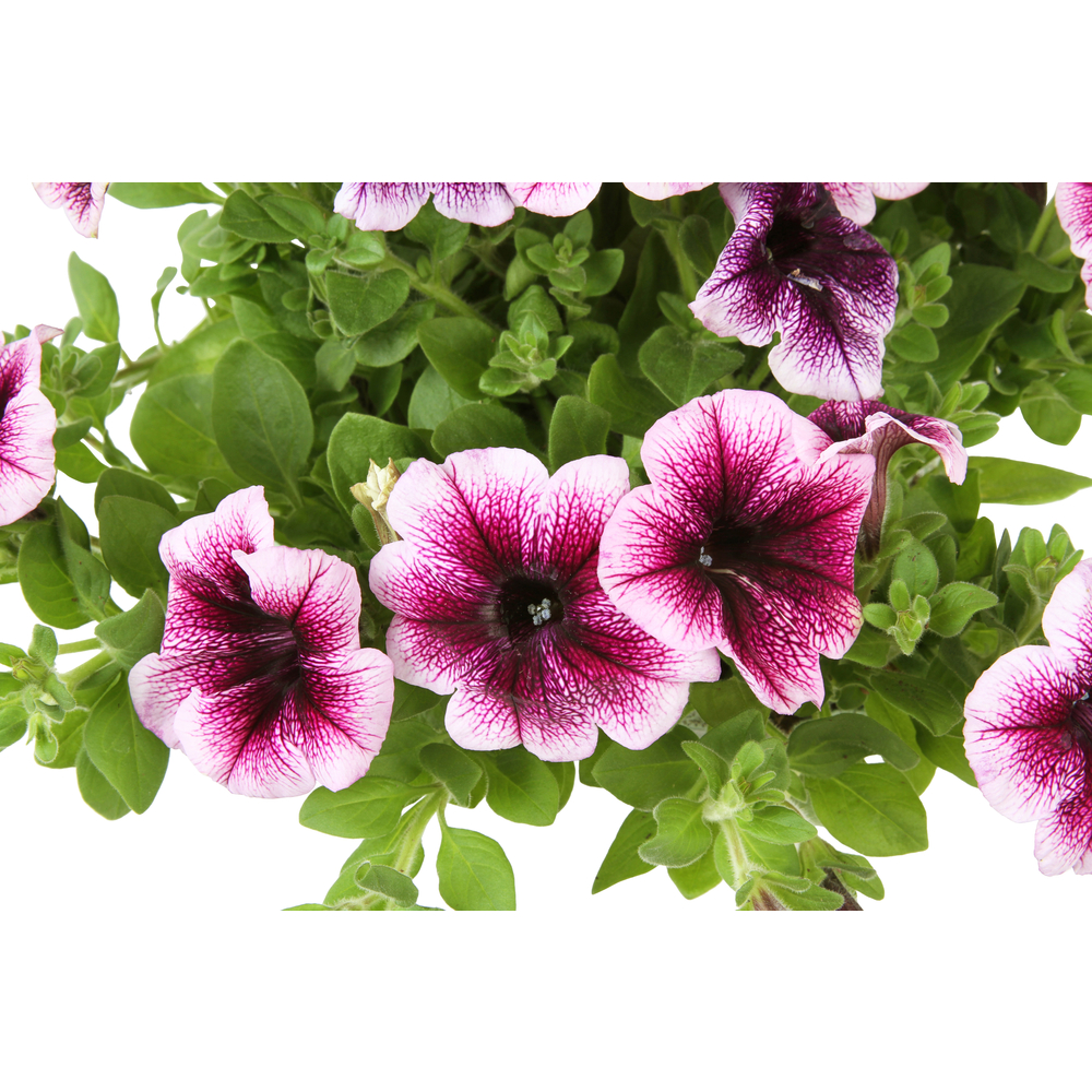 Sitemapcdatahttpsshopinf Inetcombac A Fleurs Exterieur Grande Taille Truffaut