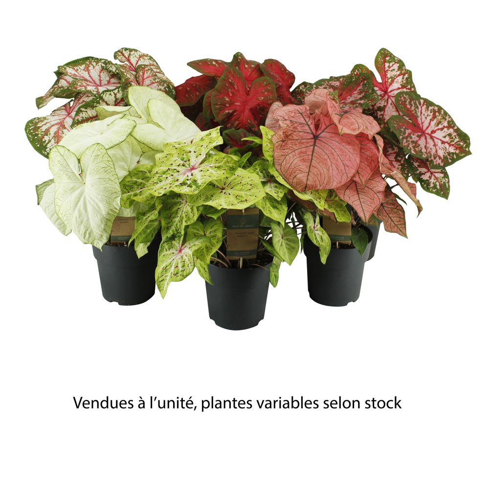 J-Line Plante Artificielle Caladium En Pot Plastique - Rose/Vert - Décoration Réaliste Sans Entretien
