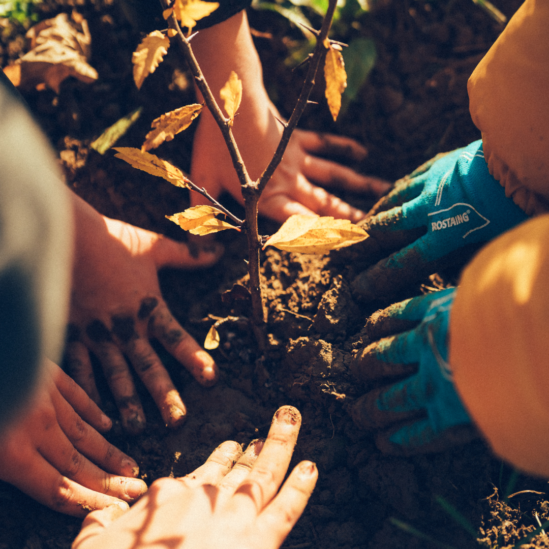 L'arrondi en caisse : Des Enfants et des Arbres