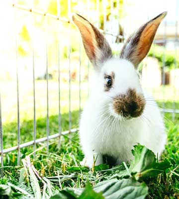 lapin dans l'herbe