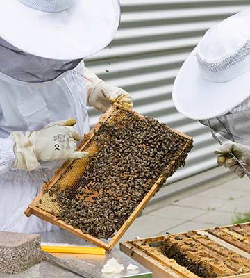 Apiculture : l'organisation des abeilles dans la ruche - Truffaut