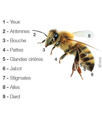 corps de l'abeille
