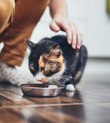 La transition alimentaire chez le chat - WanimoVéto