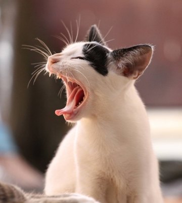 apparition des dents de lait du chat