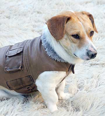 manteau pour chien petite taille