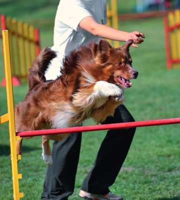 agility-chiens