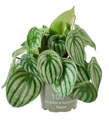 Peperomia plante petfriendly