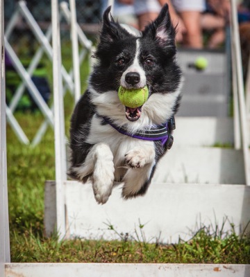 chiens flyball