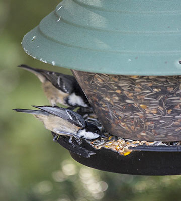 mangeoire oiseaux