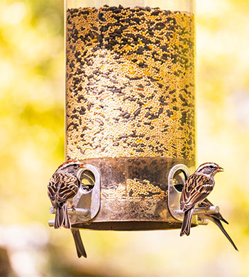 Mangeoire à oiseaux : comment la choisir en fonction de l'espèce ?