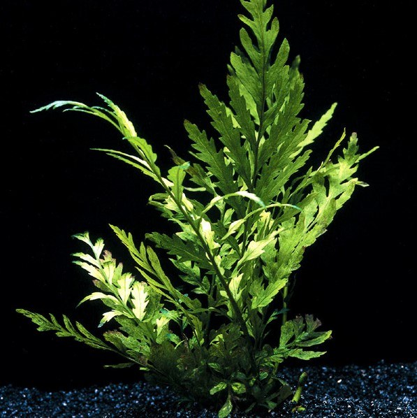 Plante d'aquarium
