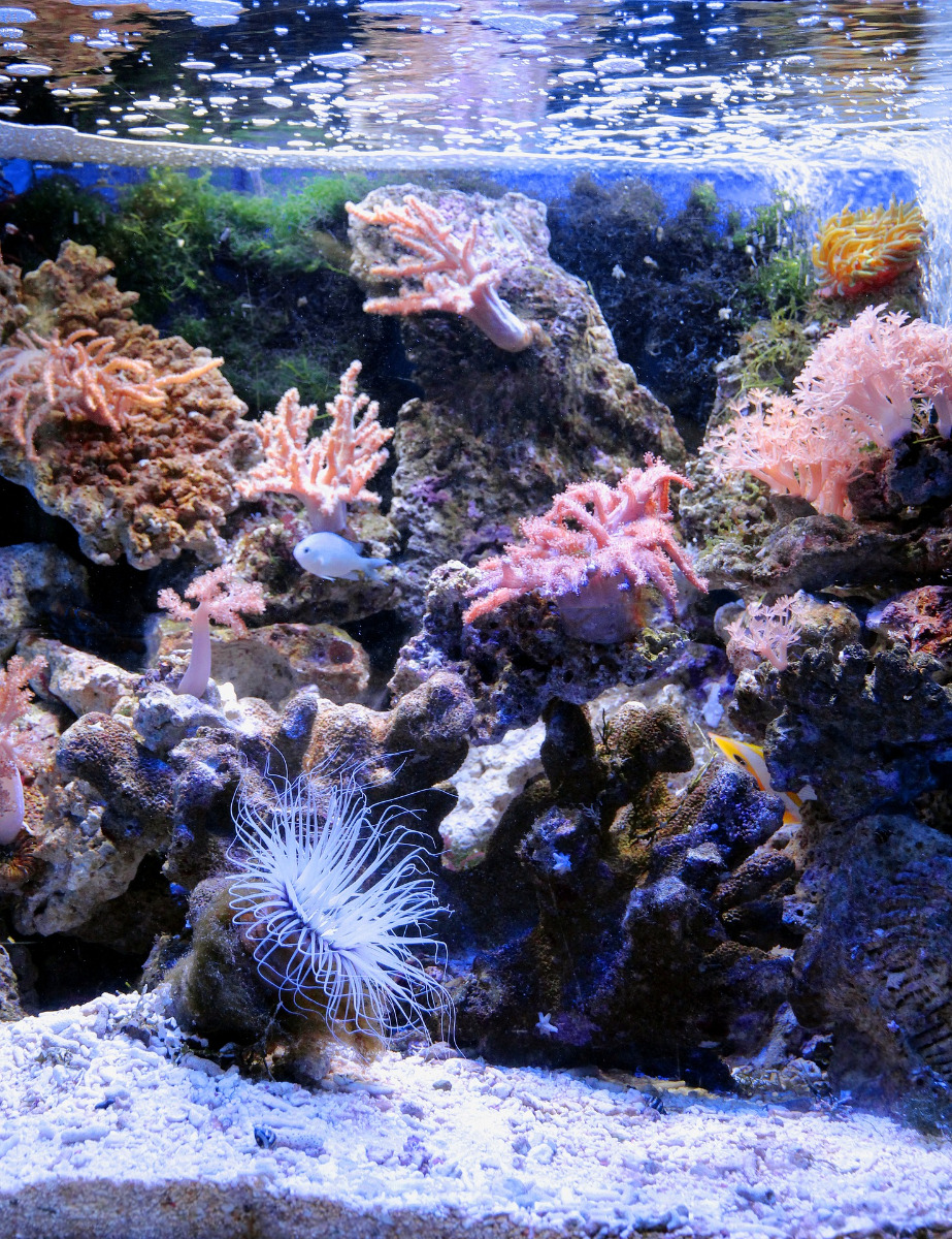 Aquarium récifal