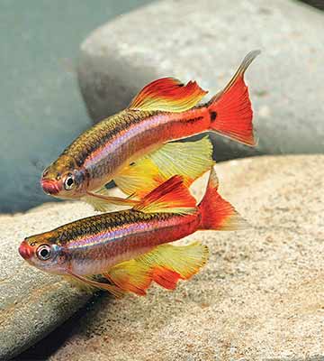 Le sable dans un aquarium