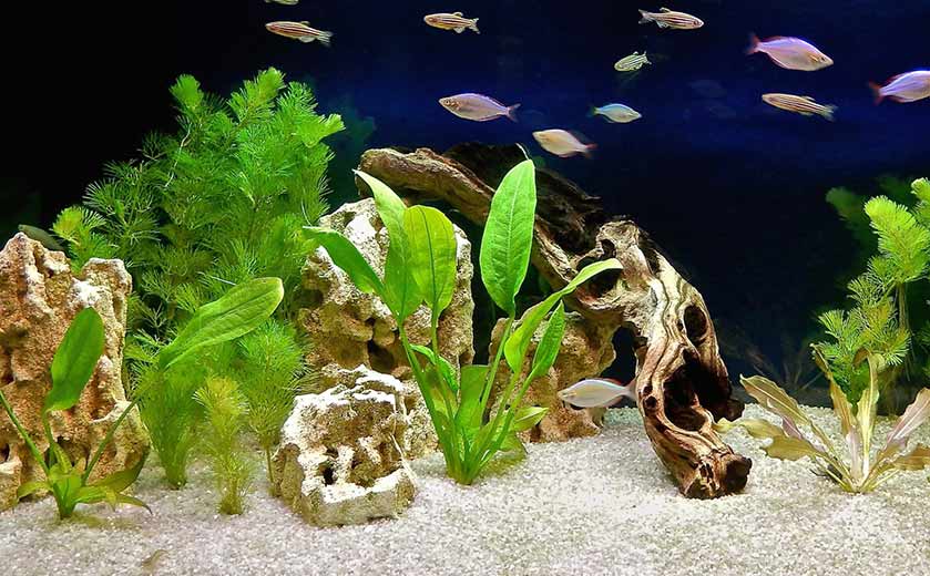 Le charme de la nature: idées pour décoration d'aquarium