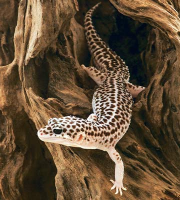 Coussin pour petit pot Geckopia Tapis gecko léopard Revêtement de