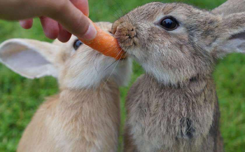 nourrir lapin carotte