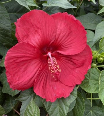 Hibiscus xxl