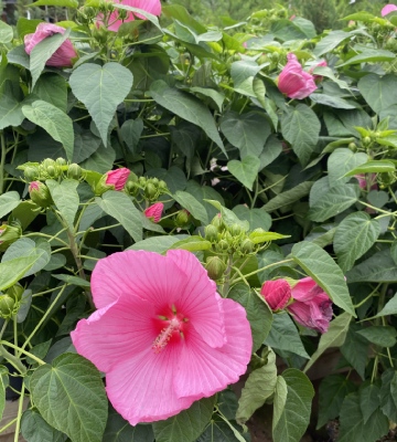 Hibiscus en pot