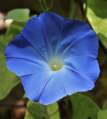 Fleurs d'ipomées pourpres et vibrantes, fleurissant dans un arbre luxuriant