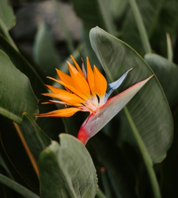 plante oiseau du paradis