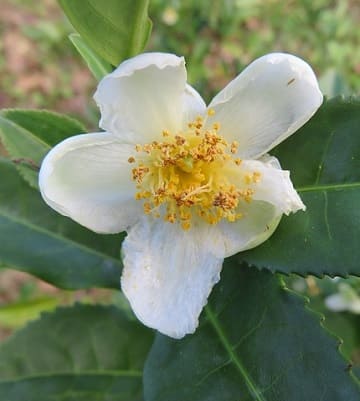 camellia sinensis fleur