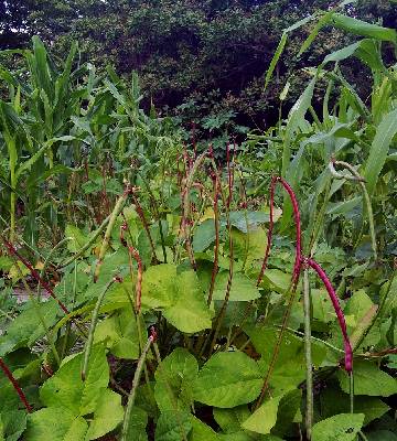 Agroforesterie definition