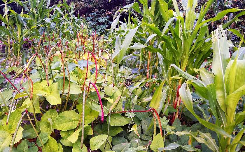 Agroforesterie encouragée