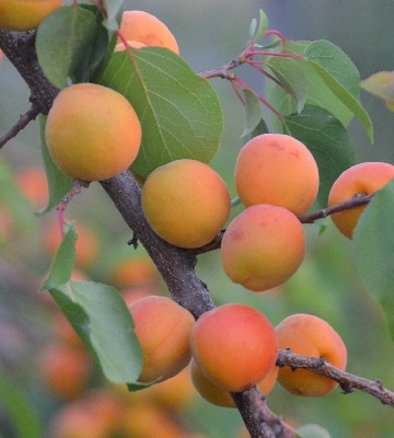 Agroforesterie abricotier