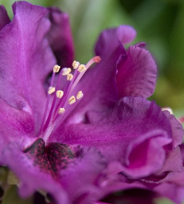 azalea japonica purple splendor