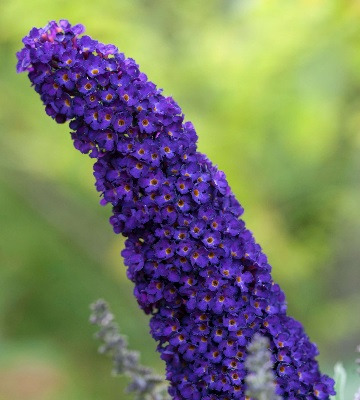 buddleia davidii violet bleu