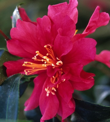 camellia sasanqua