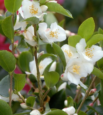 camellia transnokoensis