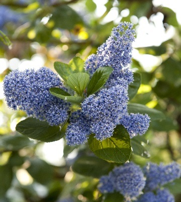 Ceanothus arboreus trewithen blue