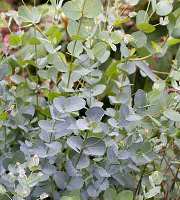 Eucalyptus Gunnii silver