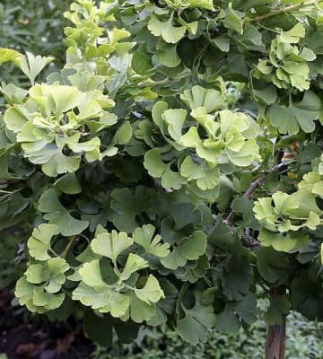 Ginkgo biloba Mariken