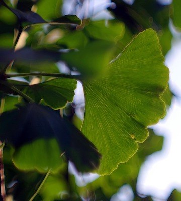 Ginkgo biloba 'Mariken' feuilles