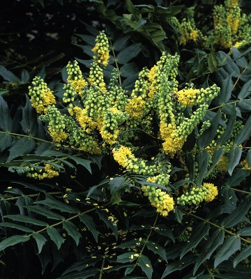 mahonia japonica