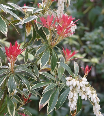 pieris japonica variegata