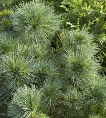 Les fleurs du pin noir ( Pinus nigra ) - La nature en Lorraine au fil des  saisons
