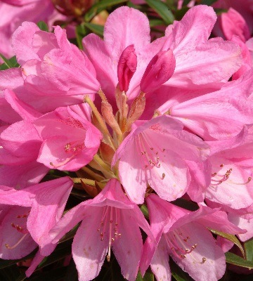rhododendron graziella