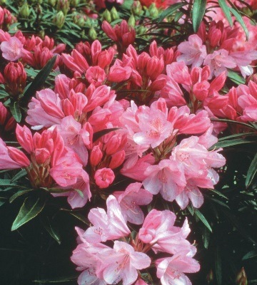 rhododendron jardin
