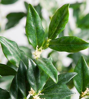 Feuilles sarcococca