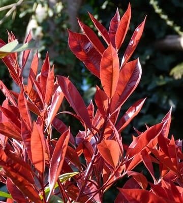 feuilles photinia